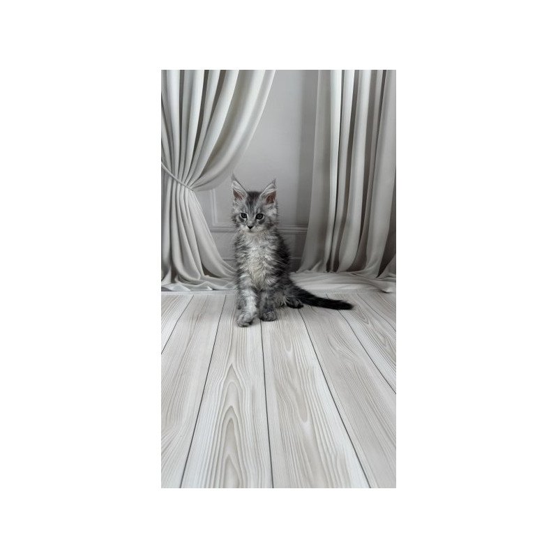 Maine Coon Alva Rayna