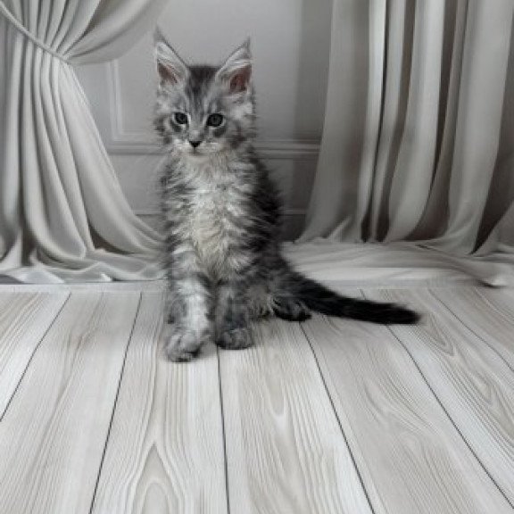 Maine Coon Alva Rayna