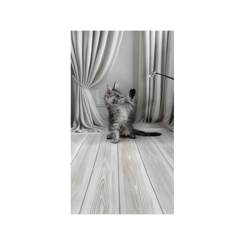Maine Coon Alva Rayna