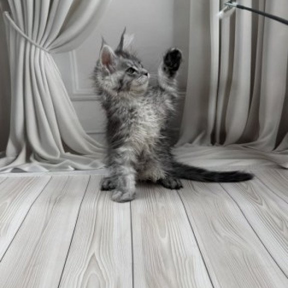 Maine Coon Alva Rayna