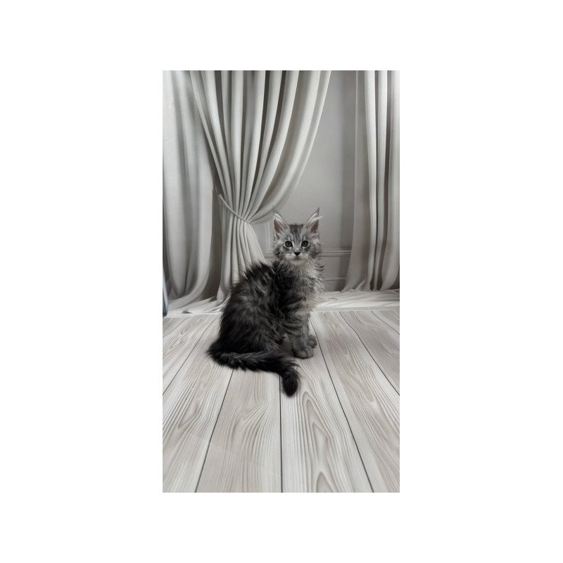 Maine Coon Alva Rayna