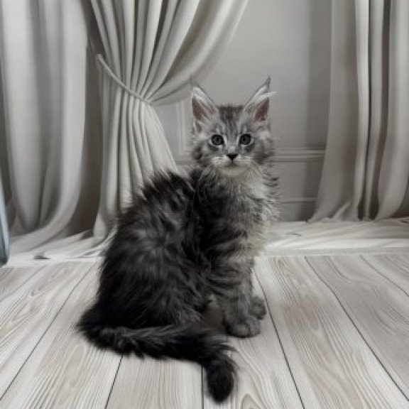 Maine Coon Alva Rayna