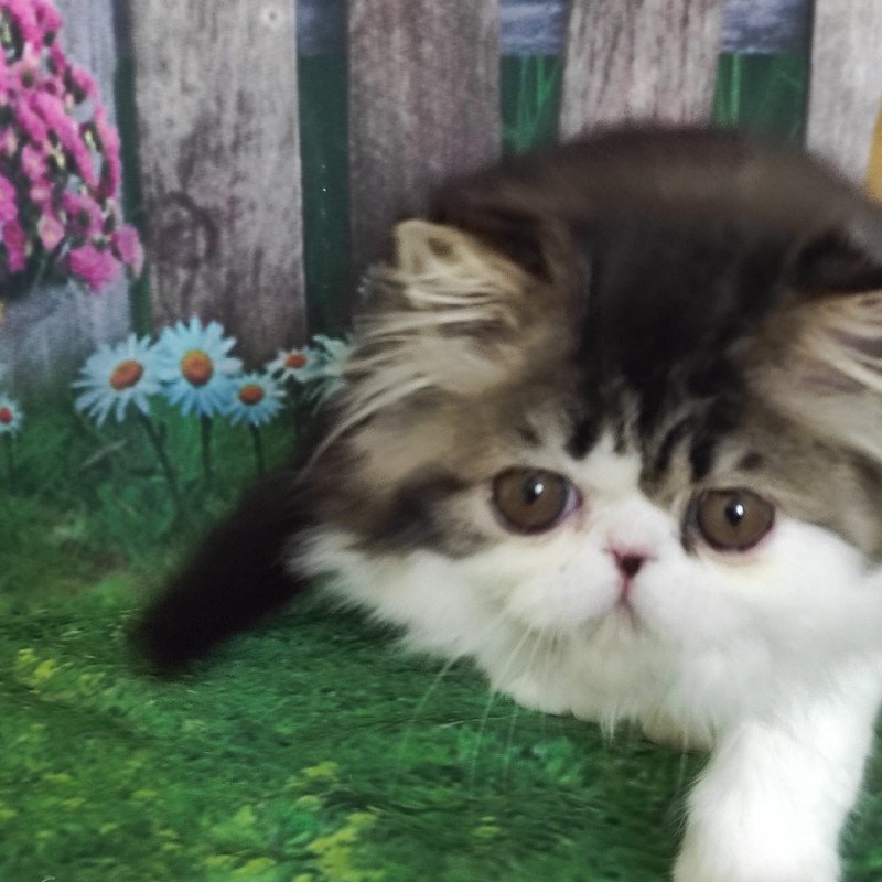 Persian EZ Cupidon Charmer