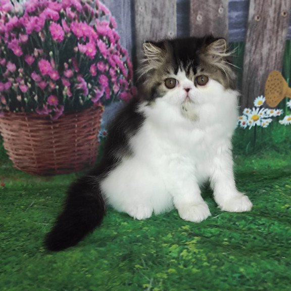 Persian EZ Cupidon Charmer