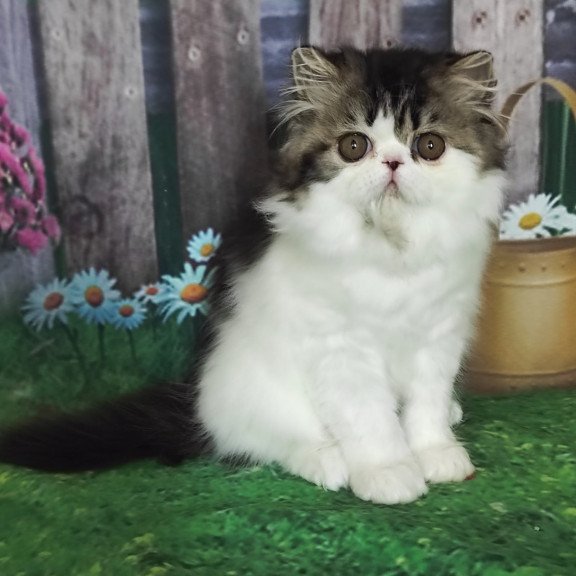 Persian EZ Cupidon Charmer