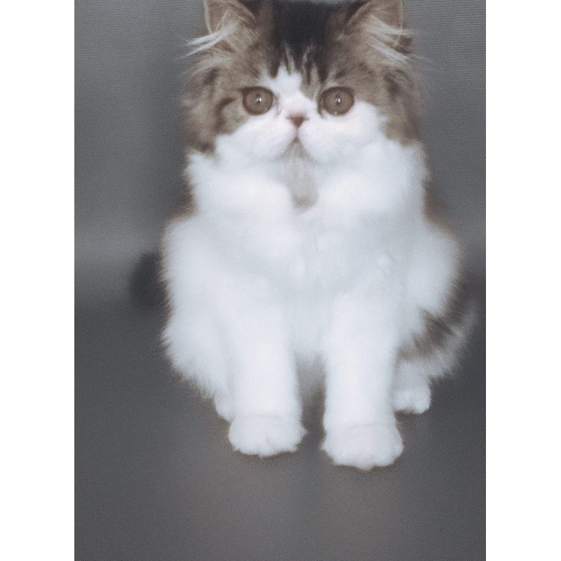 Persian EZ Cupidon Charmer