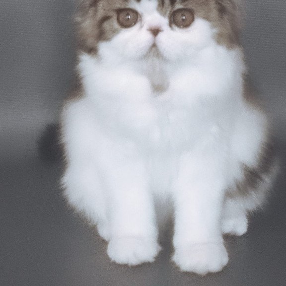 Persian EZ Cupidon Charmer