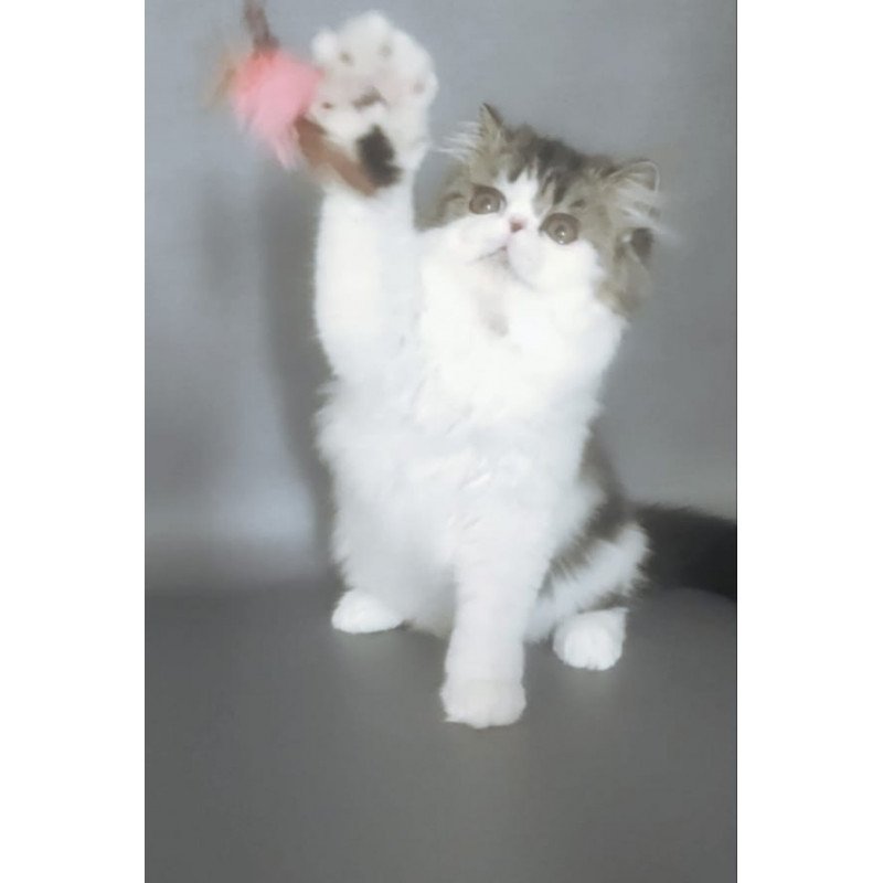 Persian EZ Cupidon Charmer