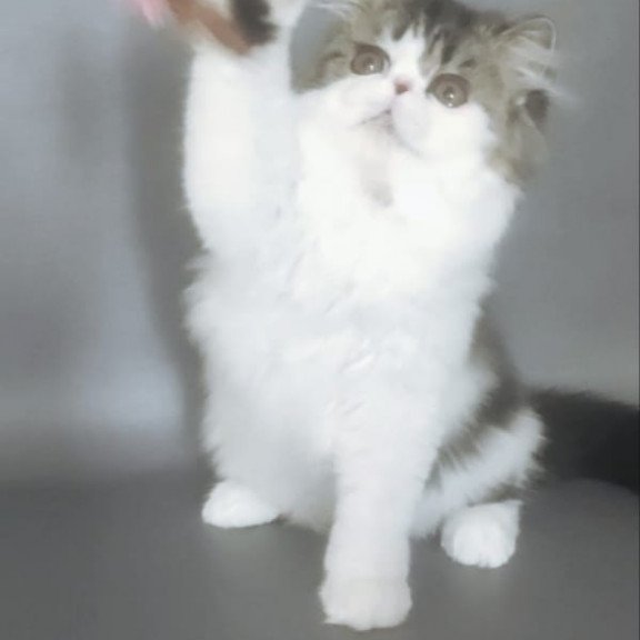 Persian EZ Cupidon Charmer