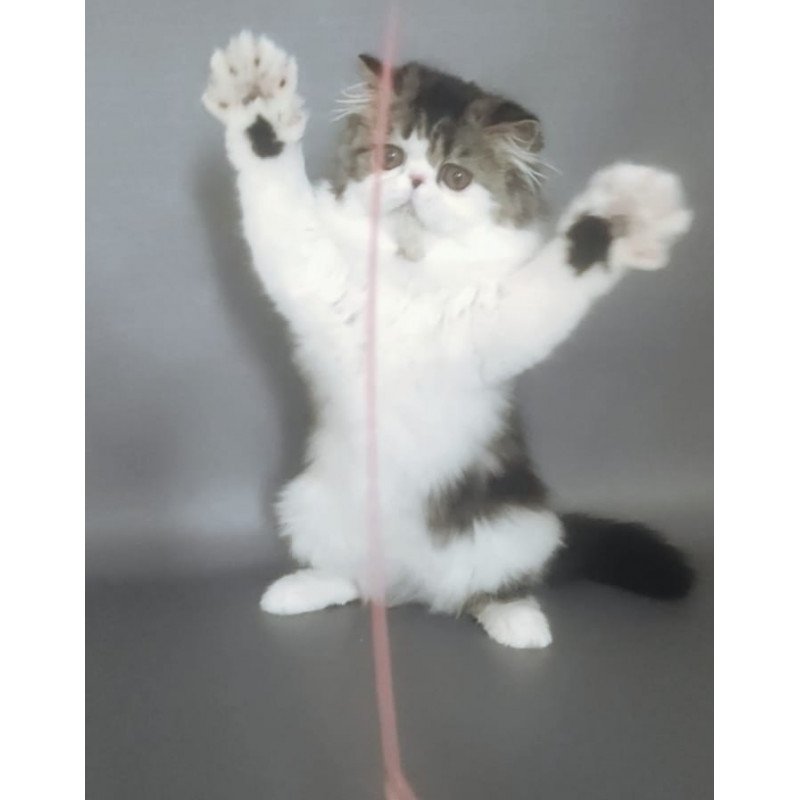 Persian EZ Cupidon Charmer