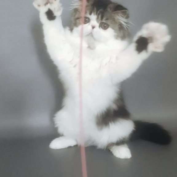 Persian EZ Cupidon Charmer