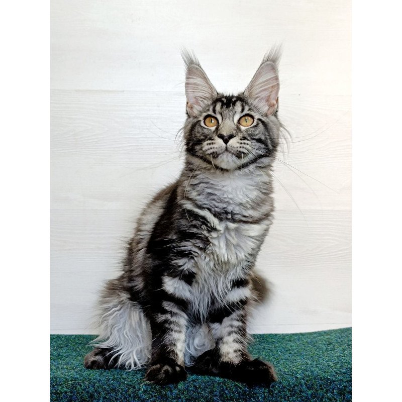 Maine Coon EZ Jasmin2