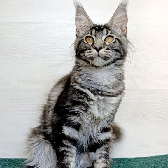Maine Coon EZ Jasmin2