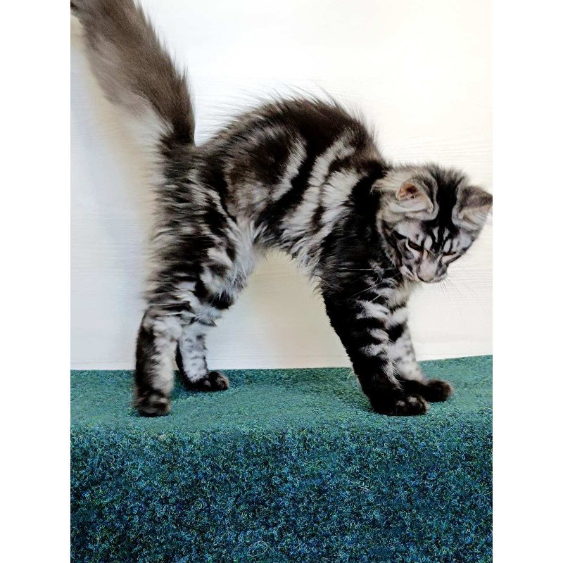 Maine Coon EZ Jasmin2