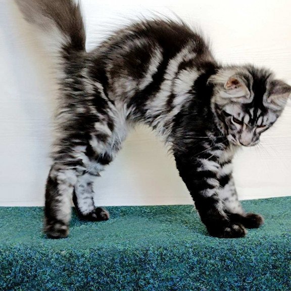 Maine Coon EZ Jasmin2