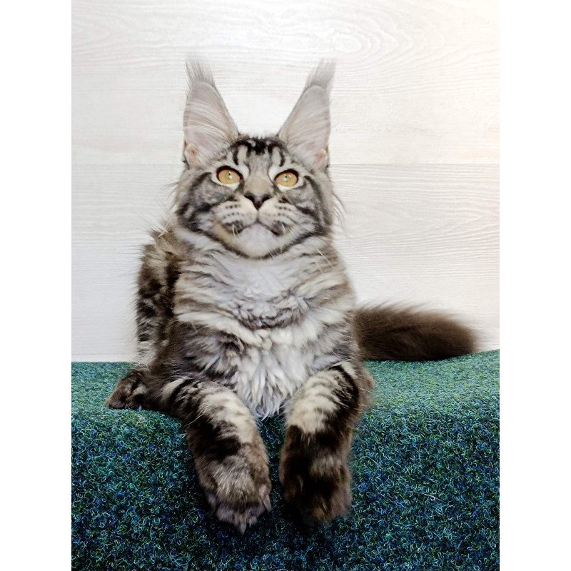 Maine Coon EZ Jasmin2