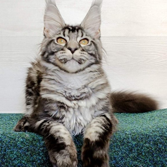 Maine Coon EZ Jasmin2