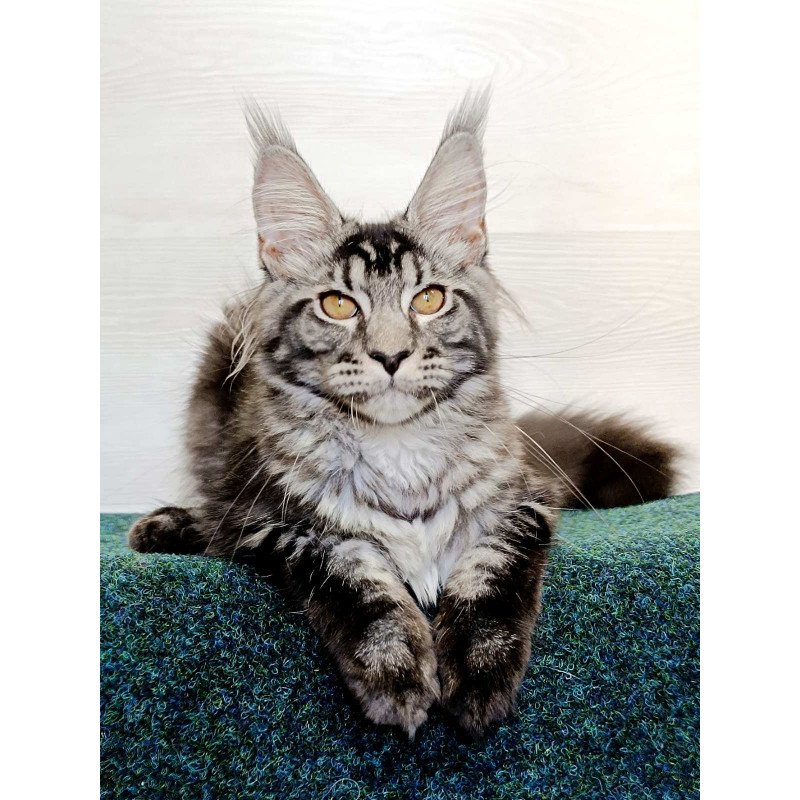 Maine Coon EZ Jasmin2