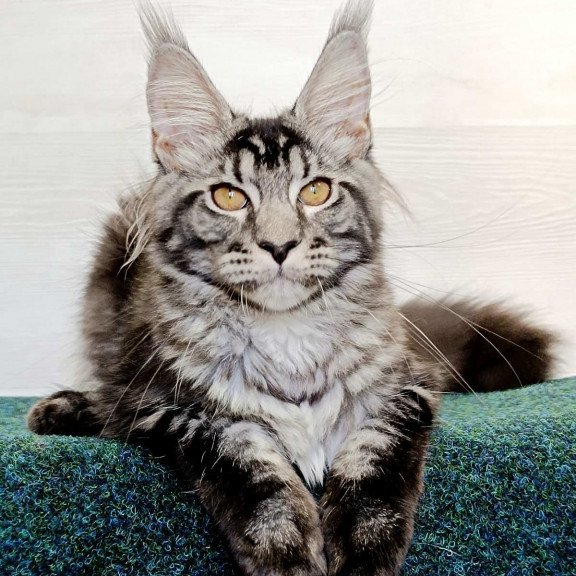 Maine Coon EZ Jasmin2