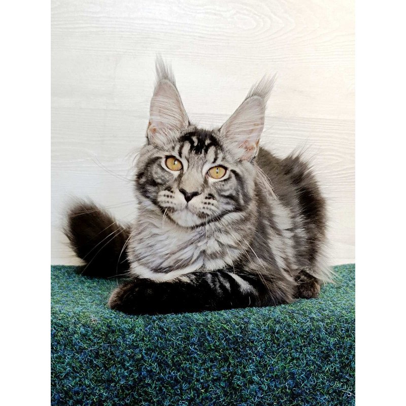 Maine Coon EZ Jasmin2
