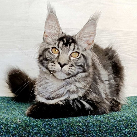 Maine Coon EZ Jasmin2