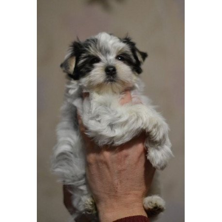 Alva Biver York Olivia