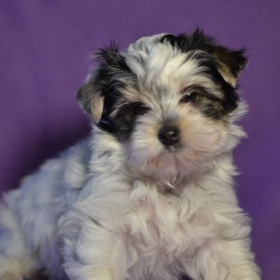 Alva Biver York Olivia