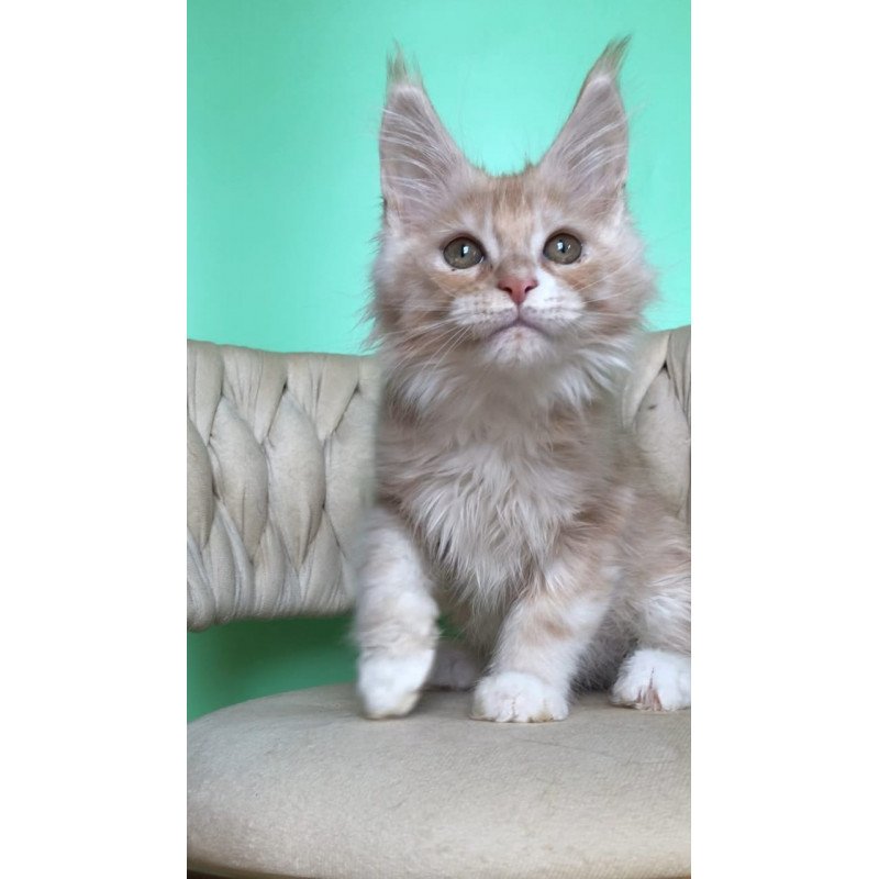 Maine Coon EZ Potap