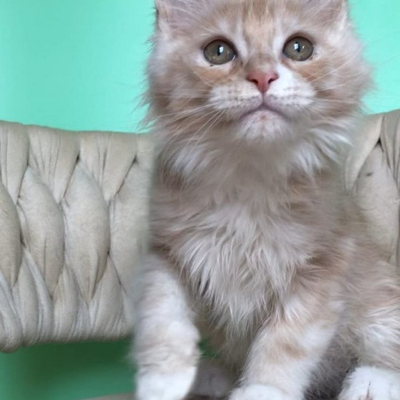 Maine Coon EZ Potap