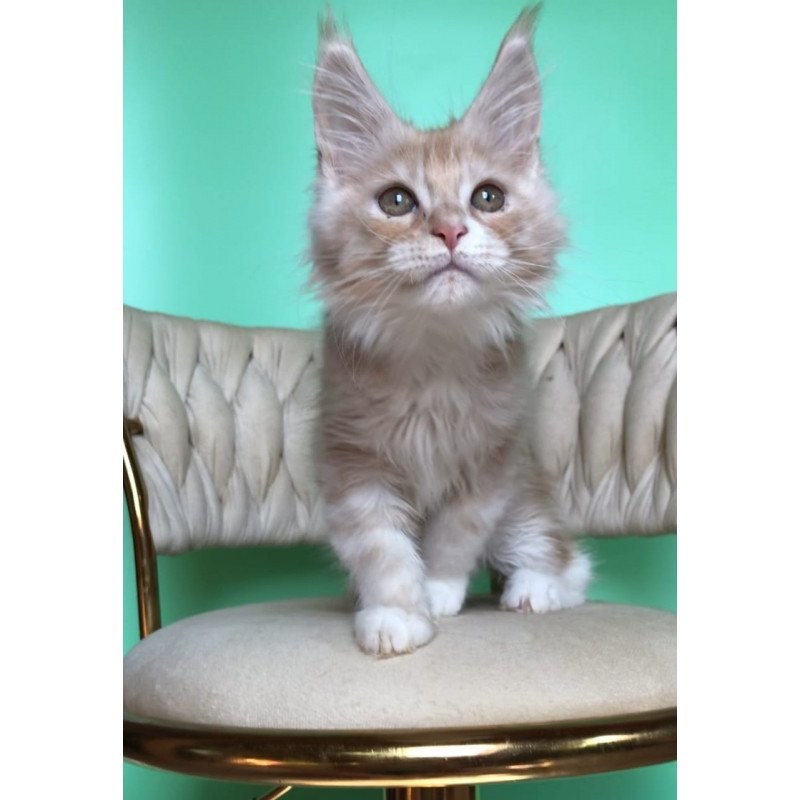 Maine Coon EZ Potap
