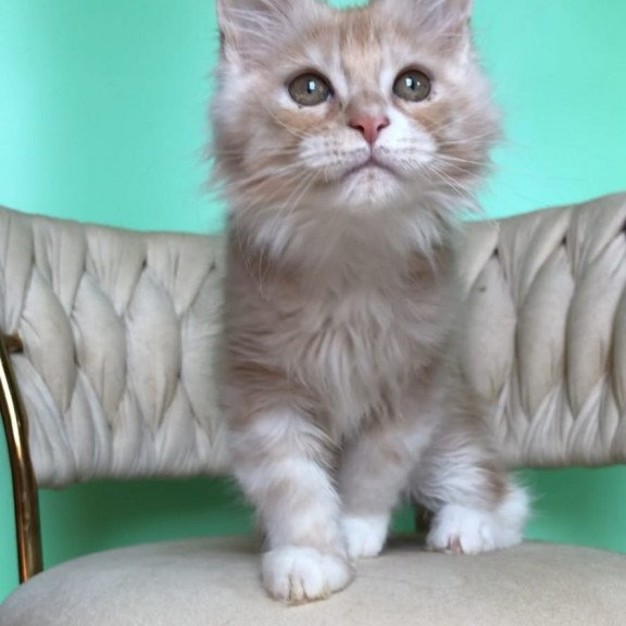 Maine Coon EZ Potap