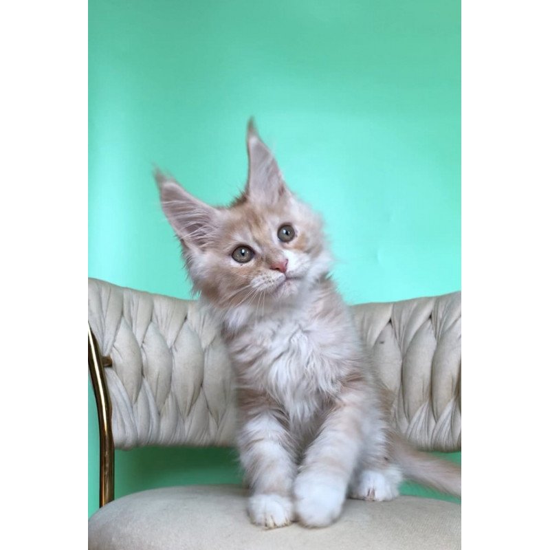 Maine Coon EZ Potap