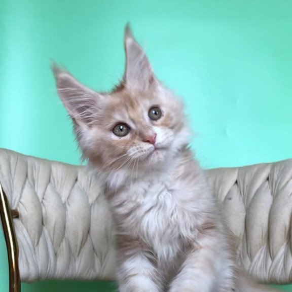 Maine Coon EZ Potap