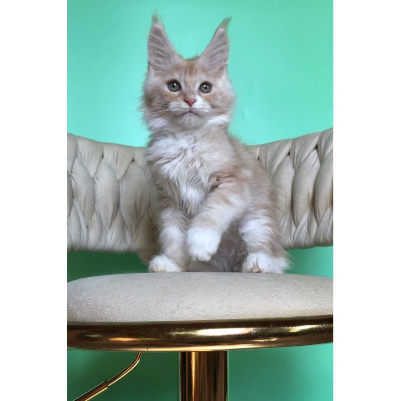 Maine Coon EZ Potap