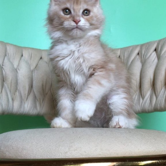 Maine Coon EZ Potap