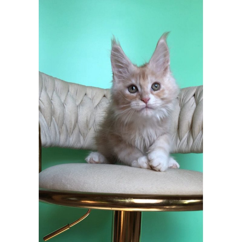 Maine Coon EZ Potap