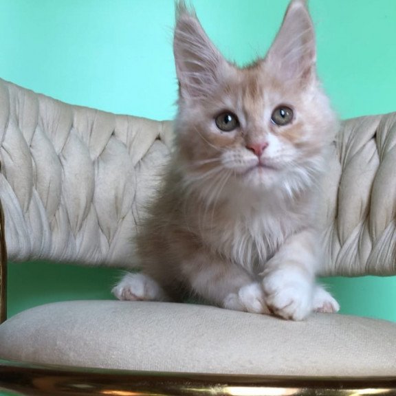 Maine Coon EZ Potap