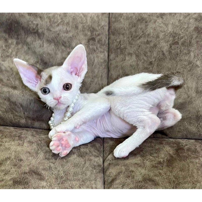 Devon Rex M Baly