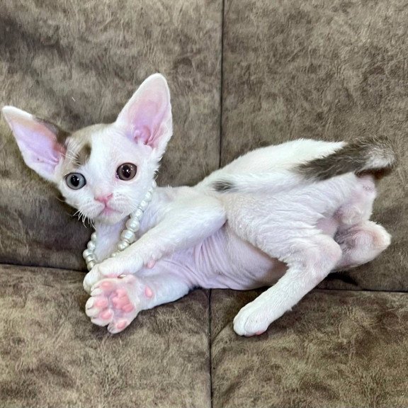 Devon Rex M Baly