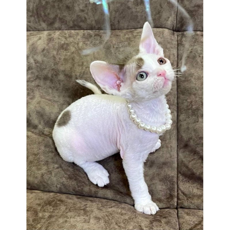 Devon Rex M Baly