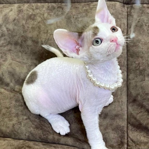 Devon Rex M Baly