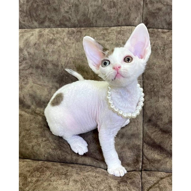 Devon Rex M Baly