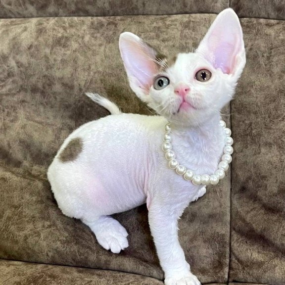 Devon Rex M Baly