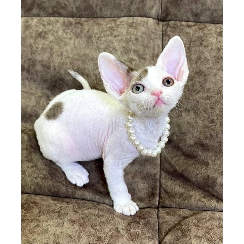 Devon Rex M Baly