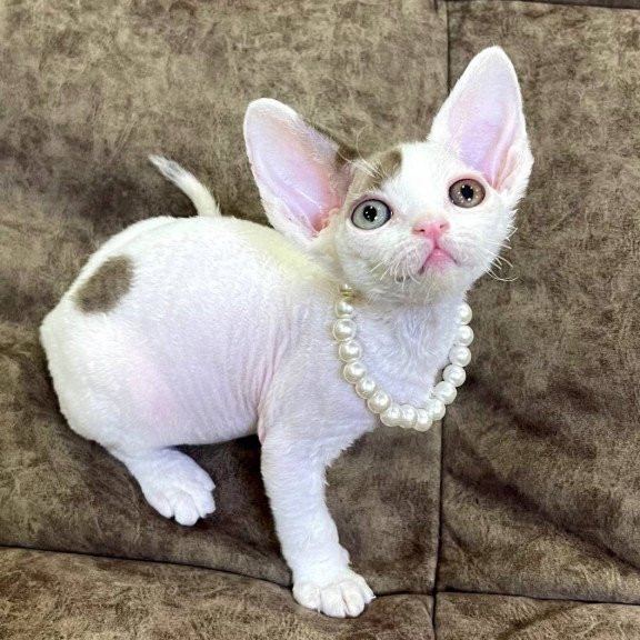 Devon Rex M Baly
