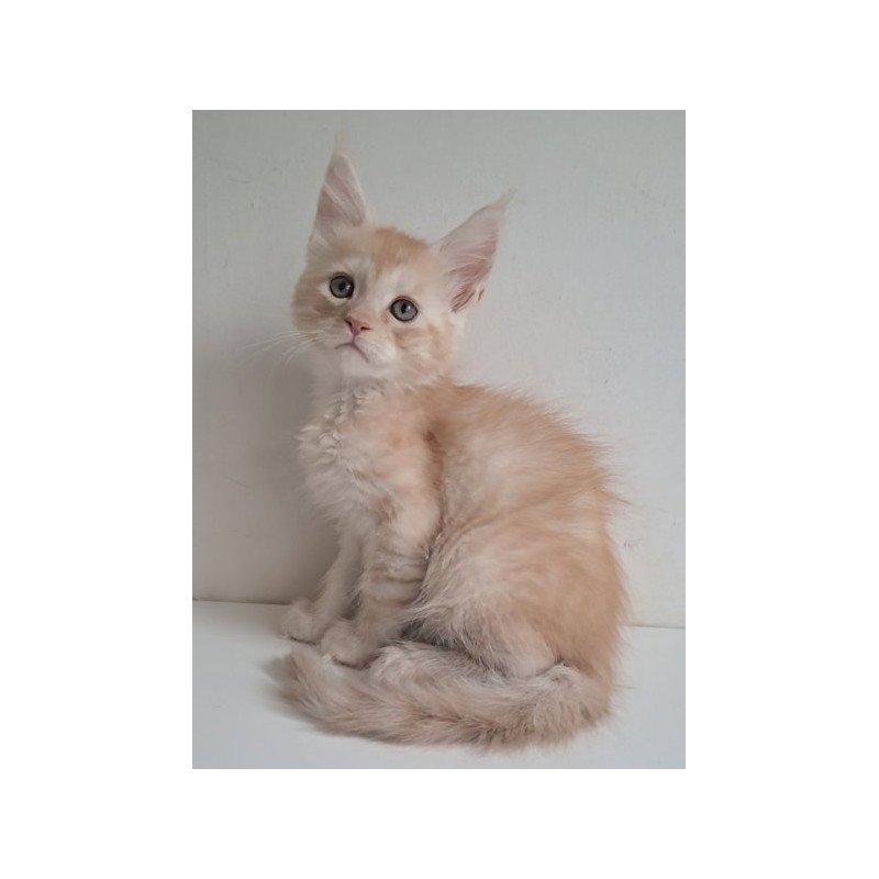 Maine Coon Alva Cris