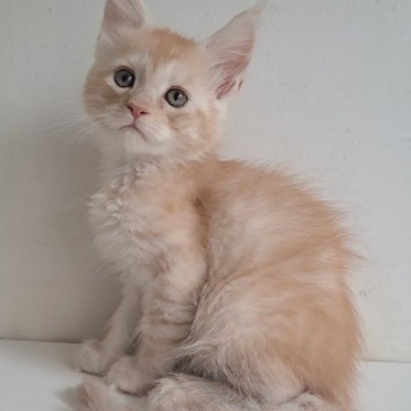 Maine Coon Alva Cris