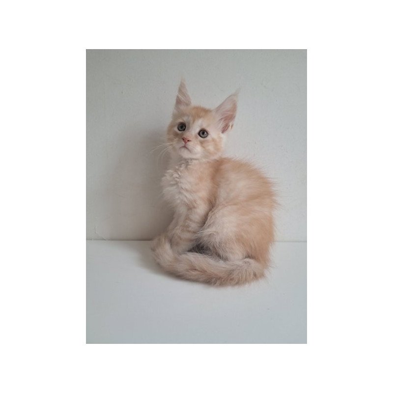 Maine Coon Alva Cris