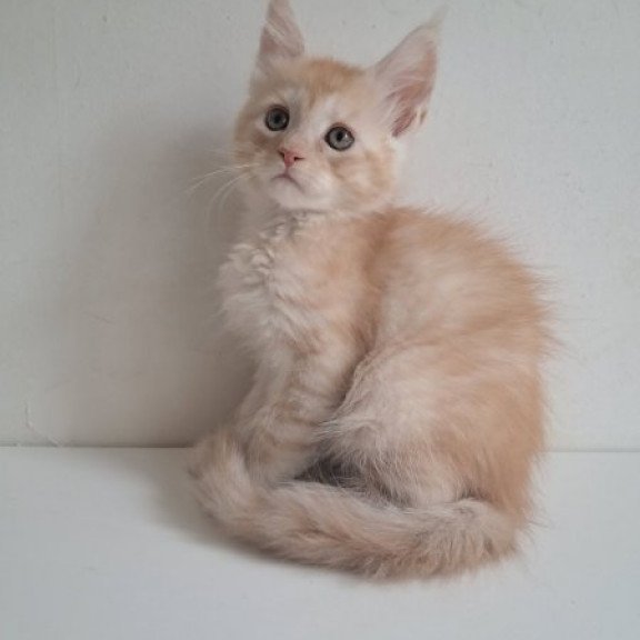 Maine Coon Alva Cris