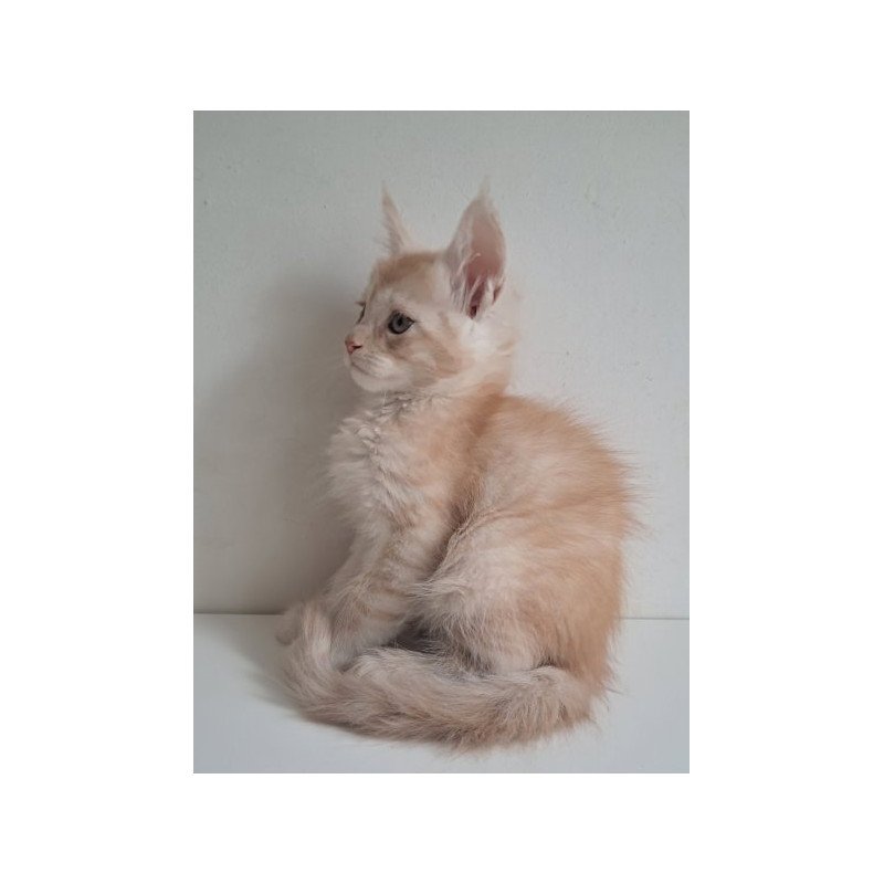 Maine Coon Alva Cris